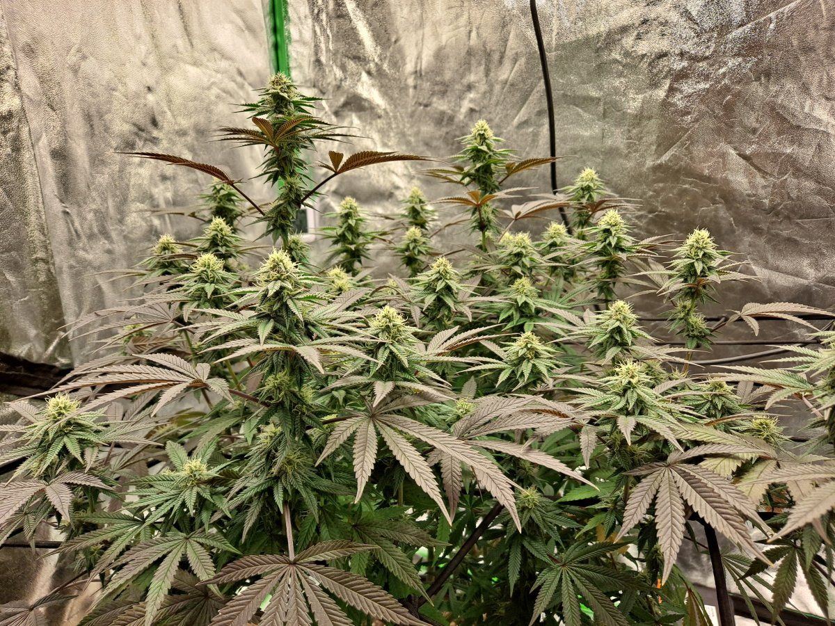 Bag seed from georgia pie 3