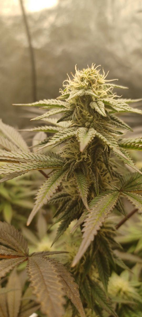 Bag seed from georgia pie 4