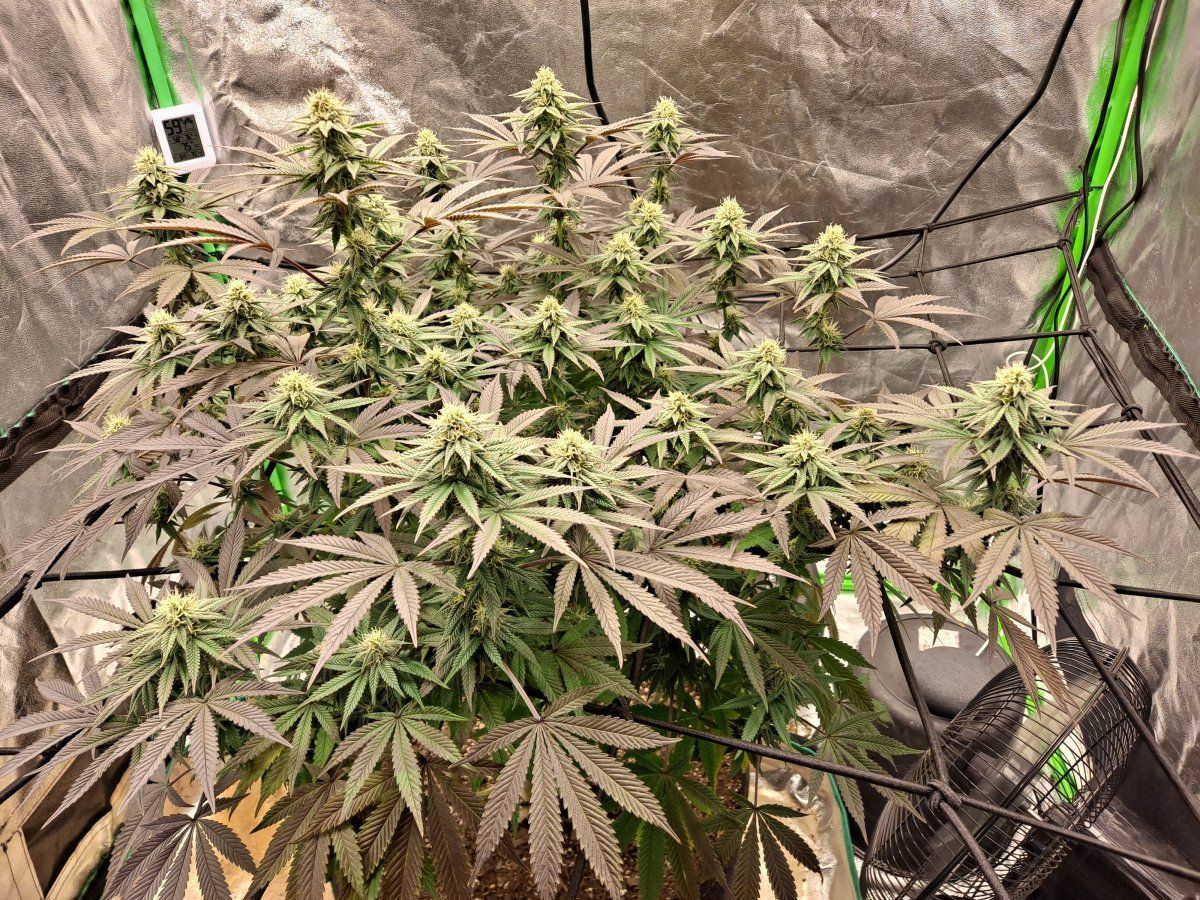 Bag seed from georgia pie