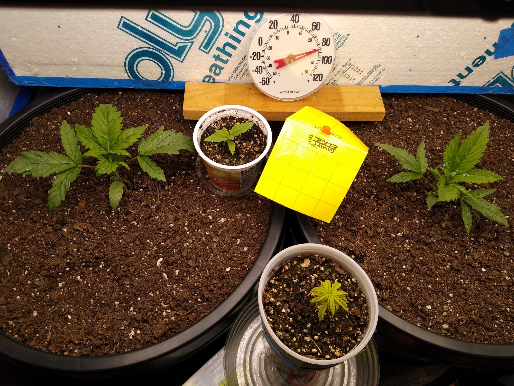 Bag seed grow well they actually  were in  a  plastic  vial 2