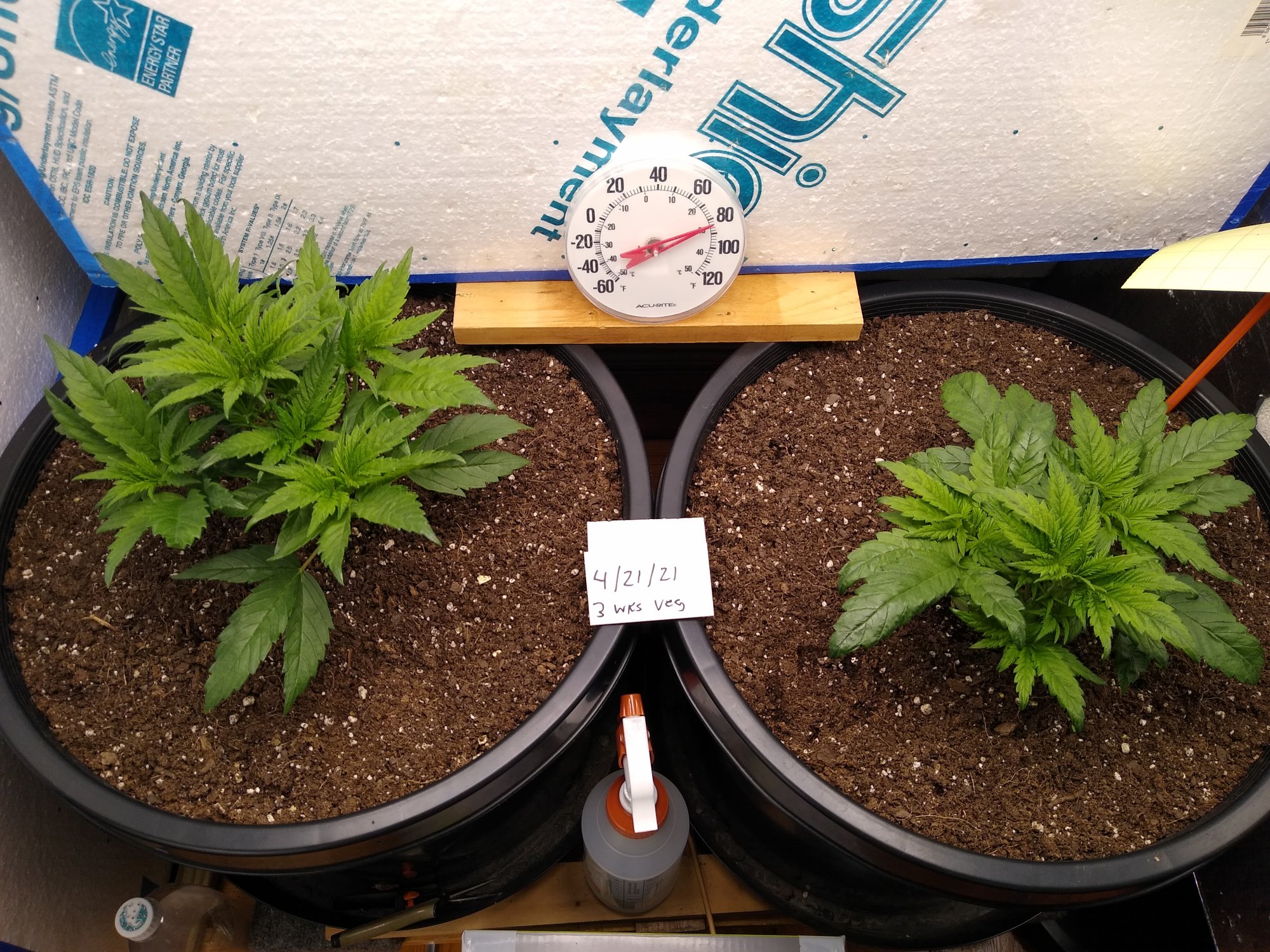 Bag seed grow well they actually  were in  a  plastic  vial 3