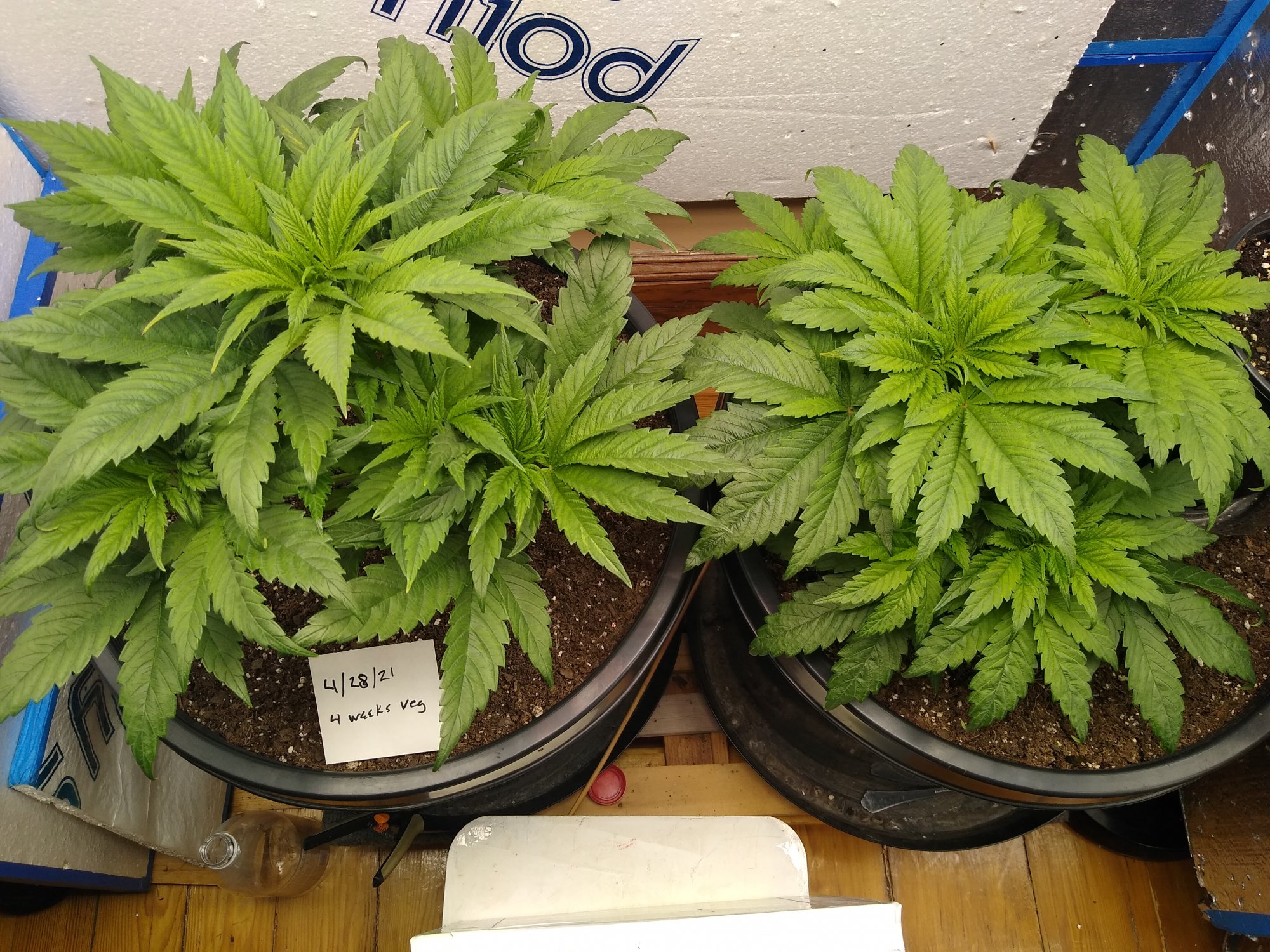 Bag seed grow well they actually  were in  a  plastic  vial 4