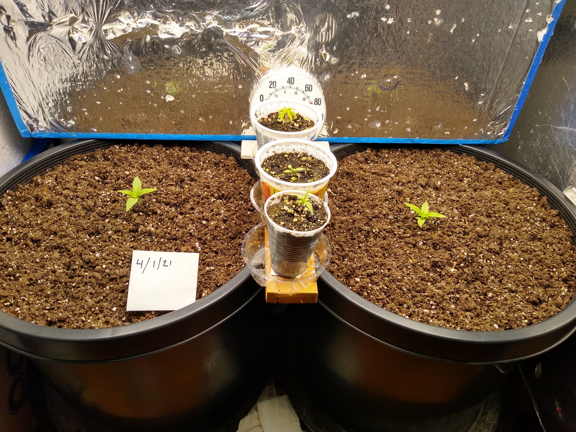 Bag seed grow well they actually  were in  a  plastic  vial