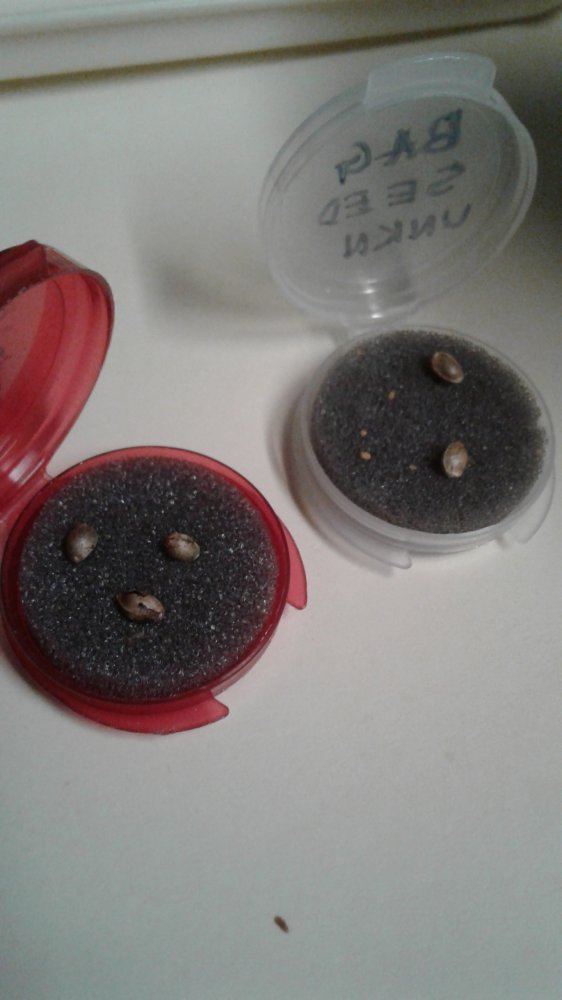 Bag seed with a comeback 2