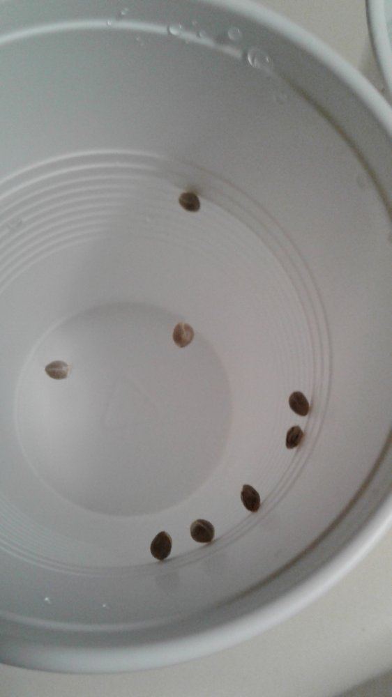Bag seed with a comeback 3