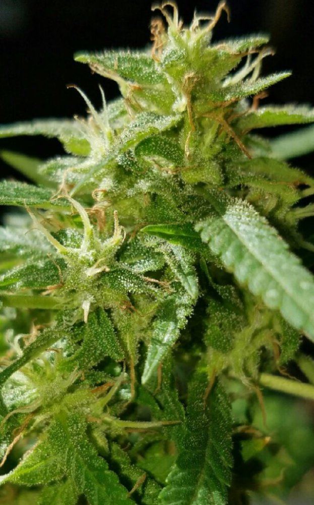 Bag seeds anybody 3