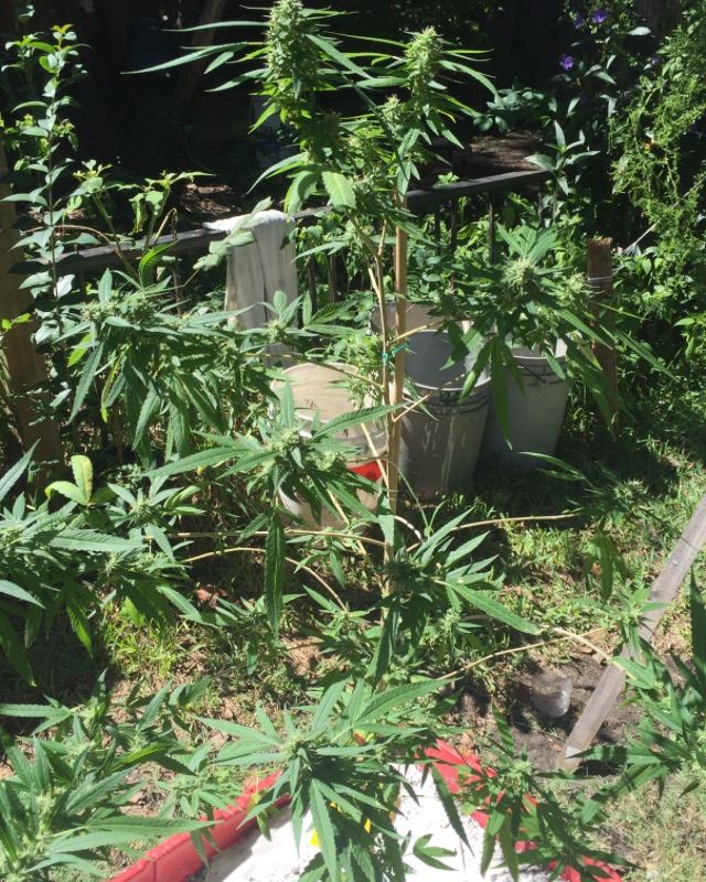 Bag seeds anybody 4