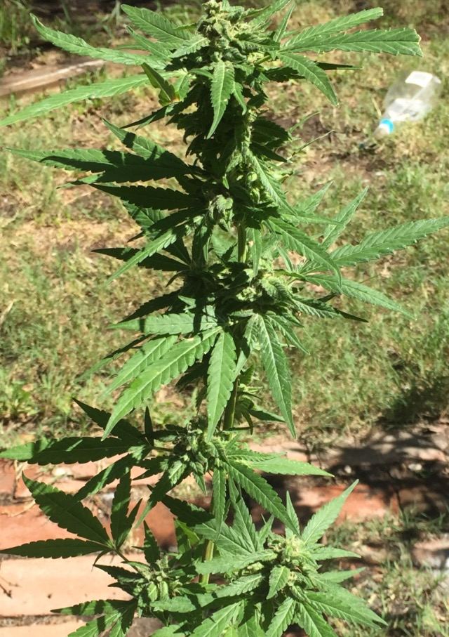 Bag seeds anybody 5