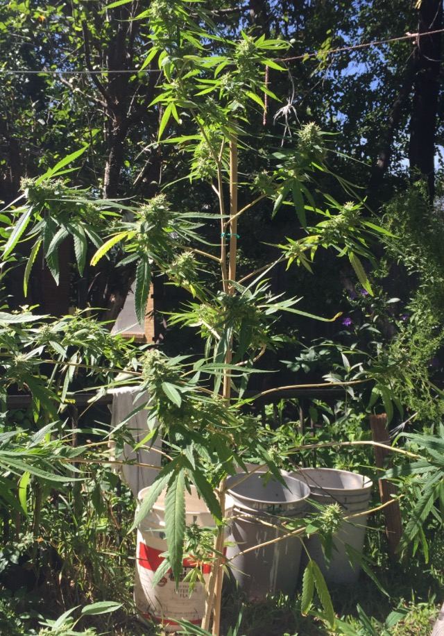 Bag seeds anybody 7