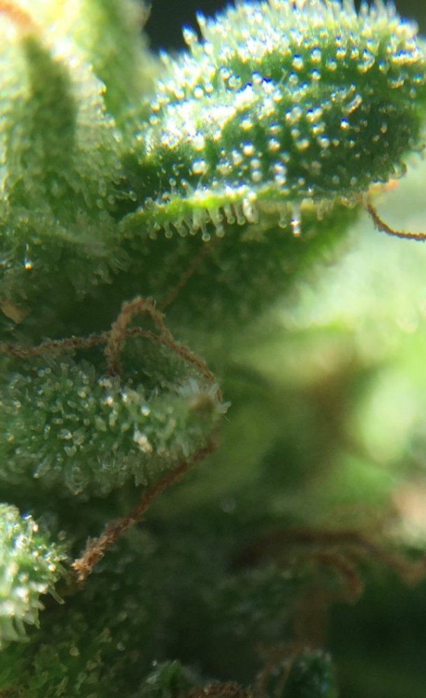 Bag seeds anybody 8