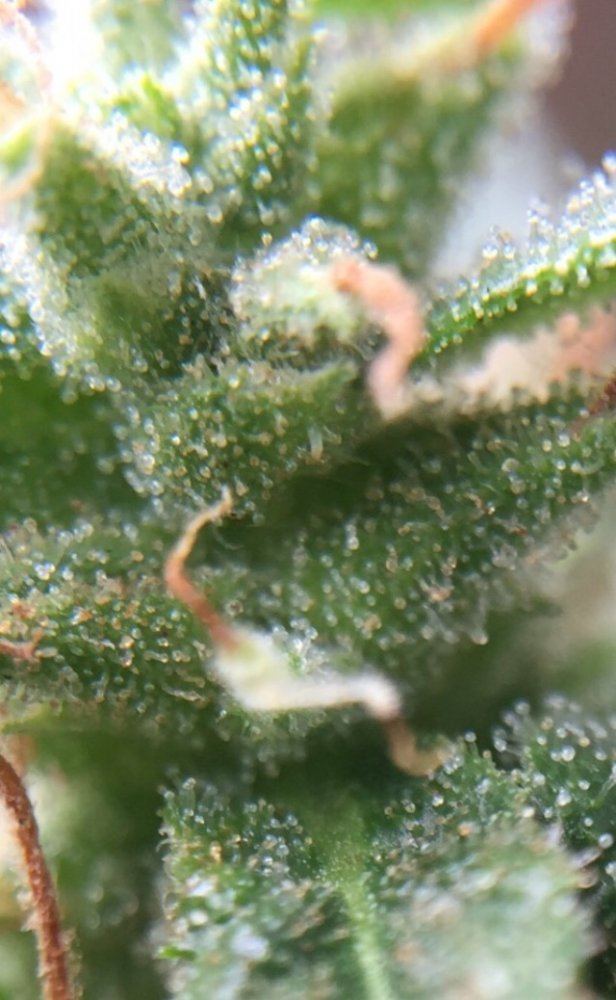 Bag seeds anybody 9