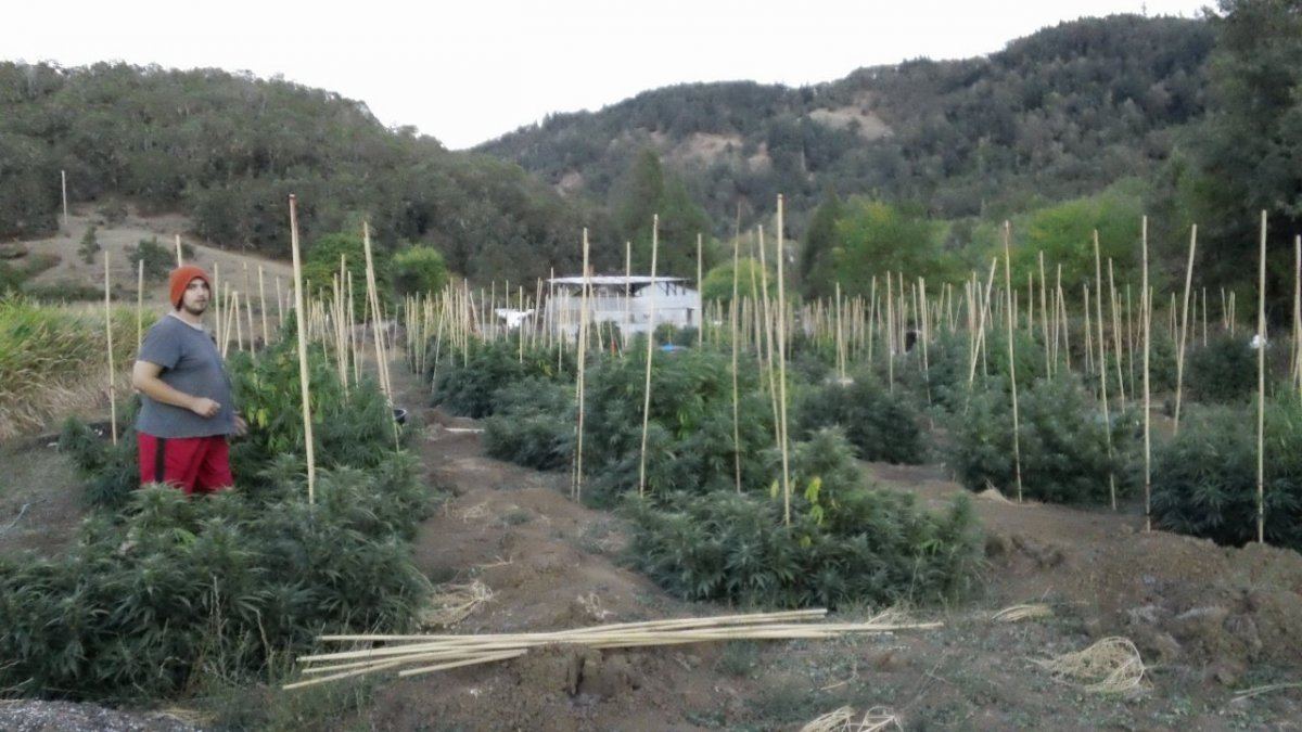 Bamboo rows