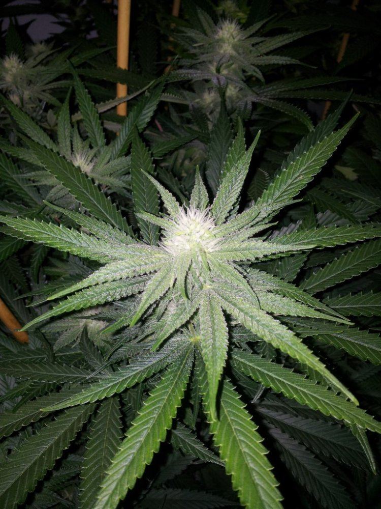 Banana og mom