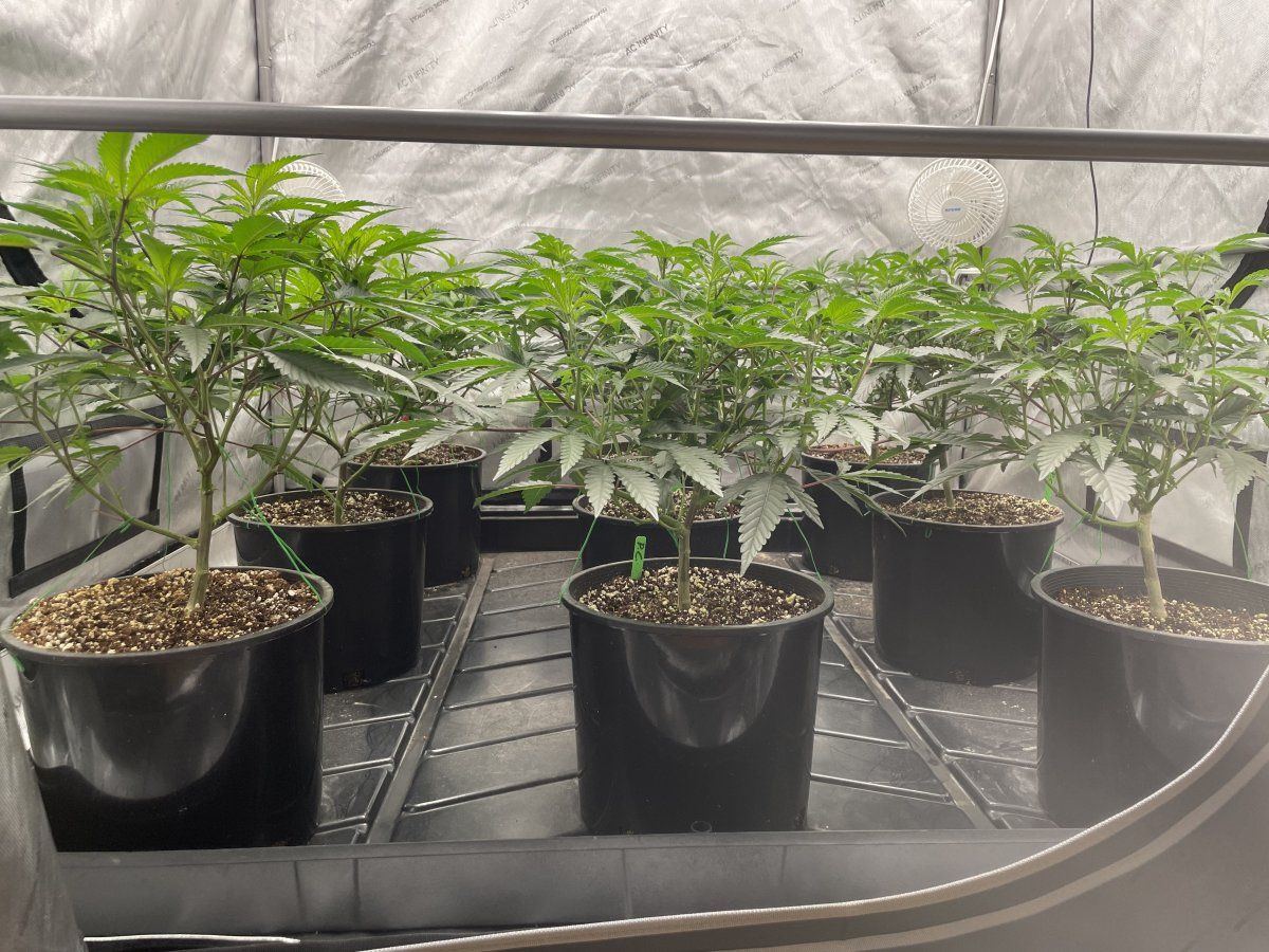 Banana og  platinum cookies first time grow 2