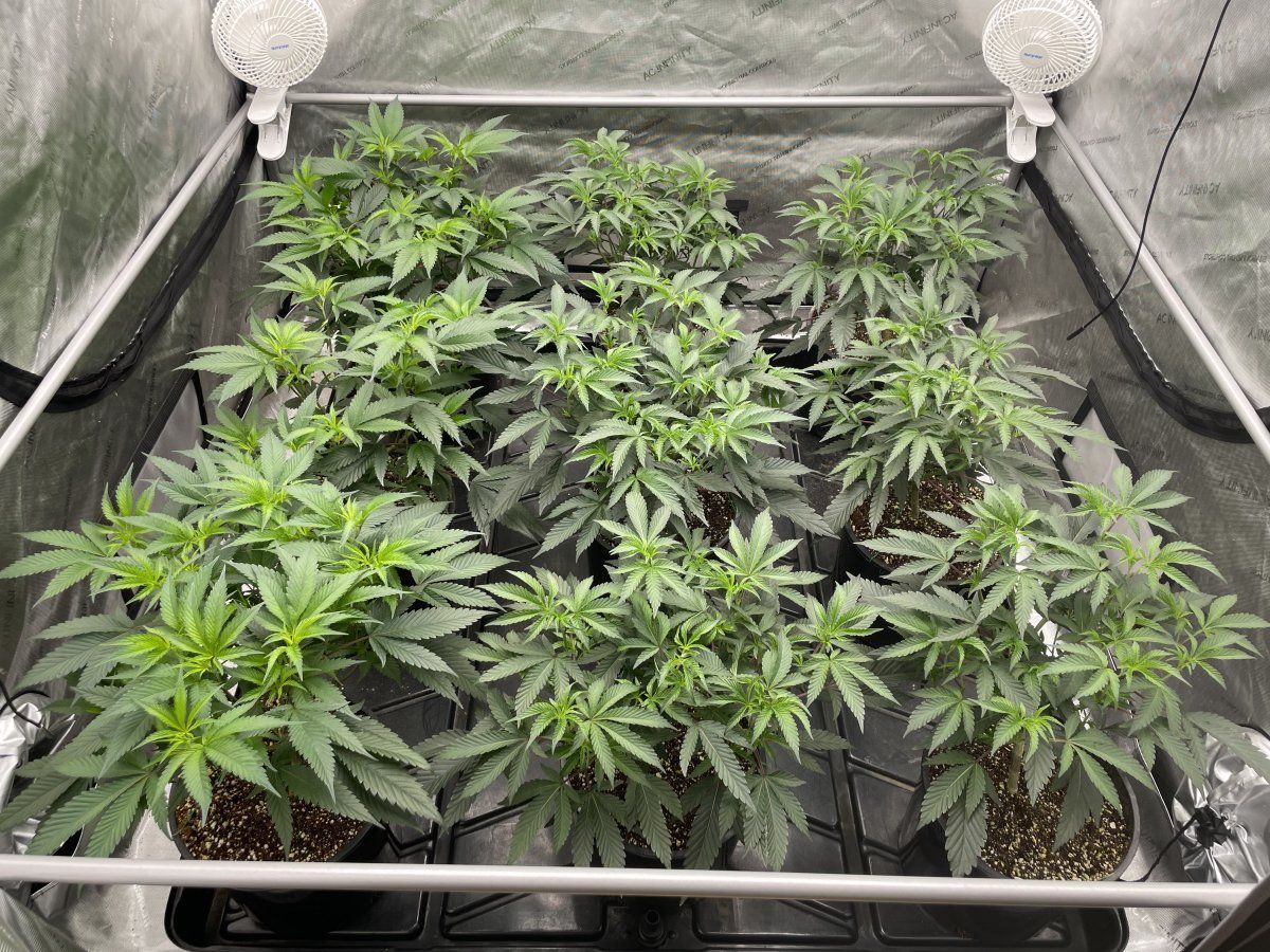 Banana og  platinum cookies first time grow