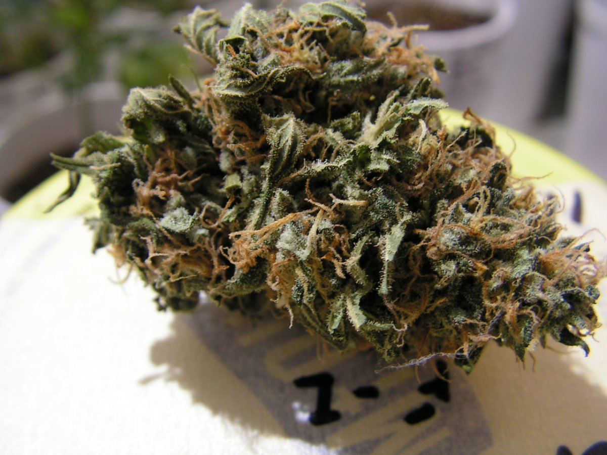 Banana pie 11