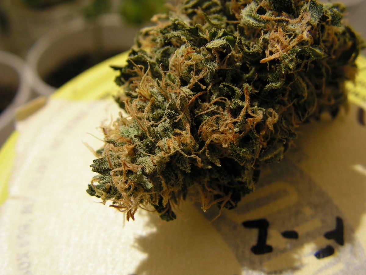 Banana pie 13
