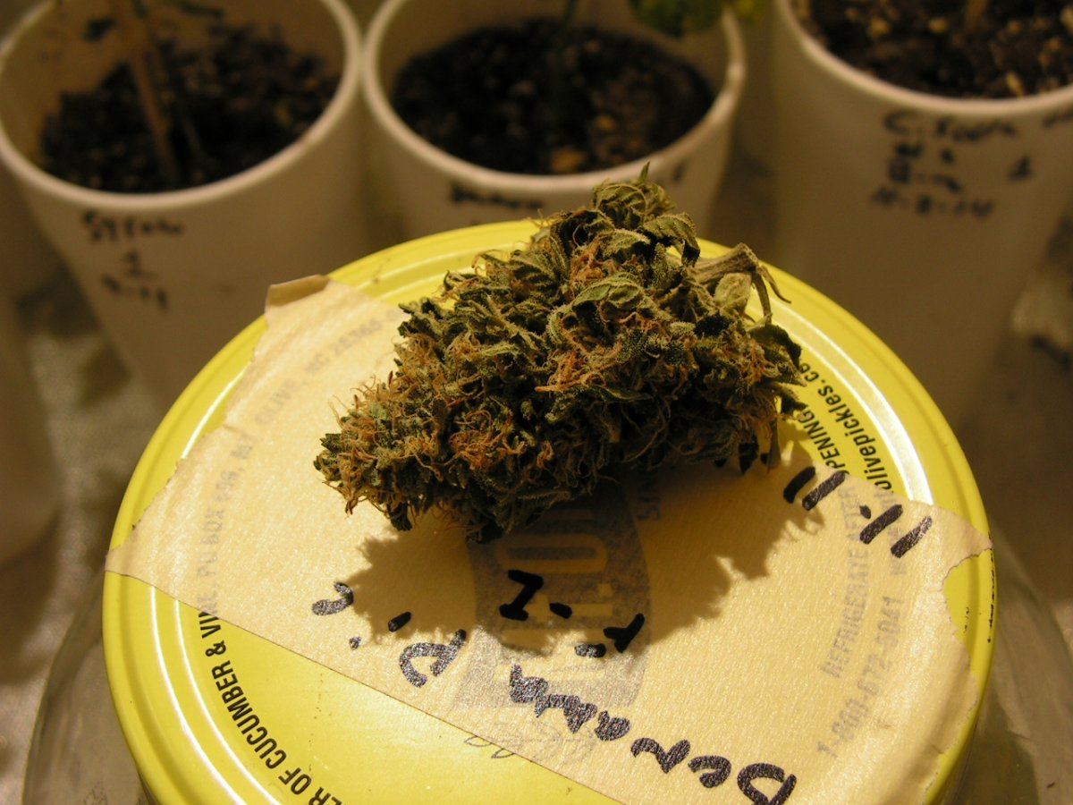Banana pie 15
