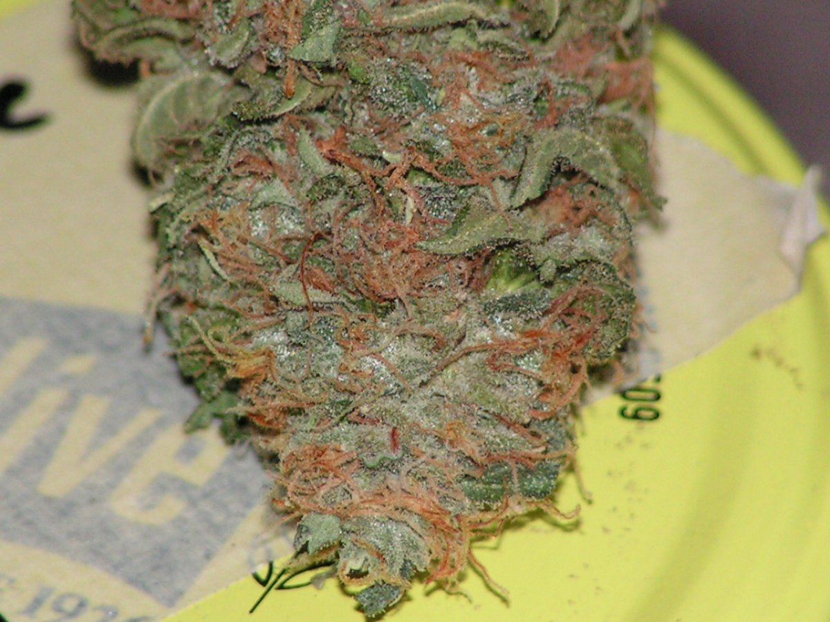 Banana pie 17