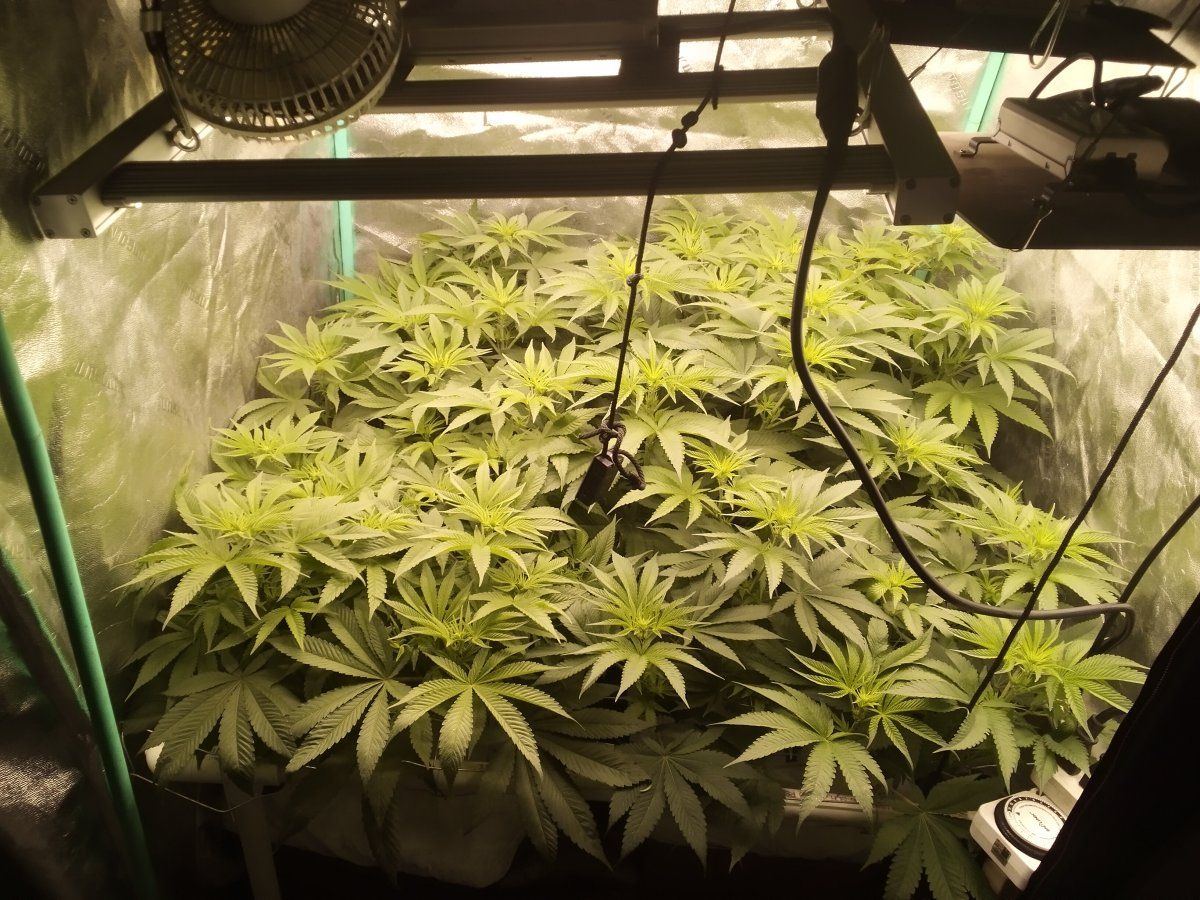 BananaDaddyDay43