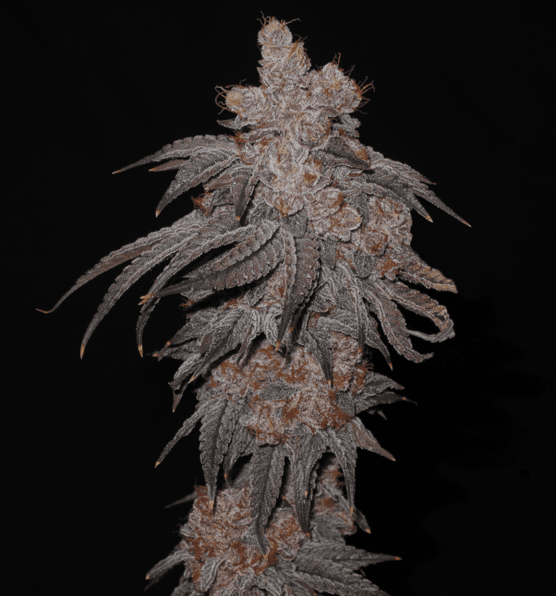 BananaPunch bud 1250a   Copy