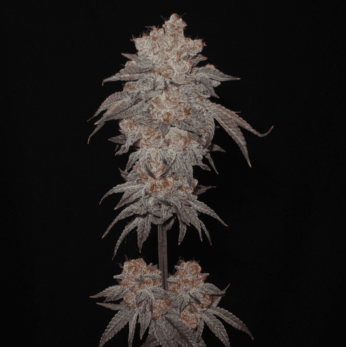 BananaPunchBud2 1250a   Copy