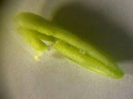 Bananask