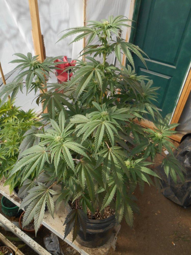 BandRcookie210