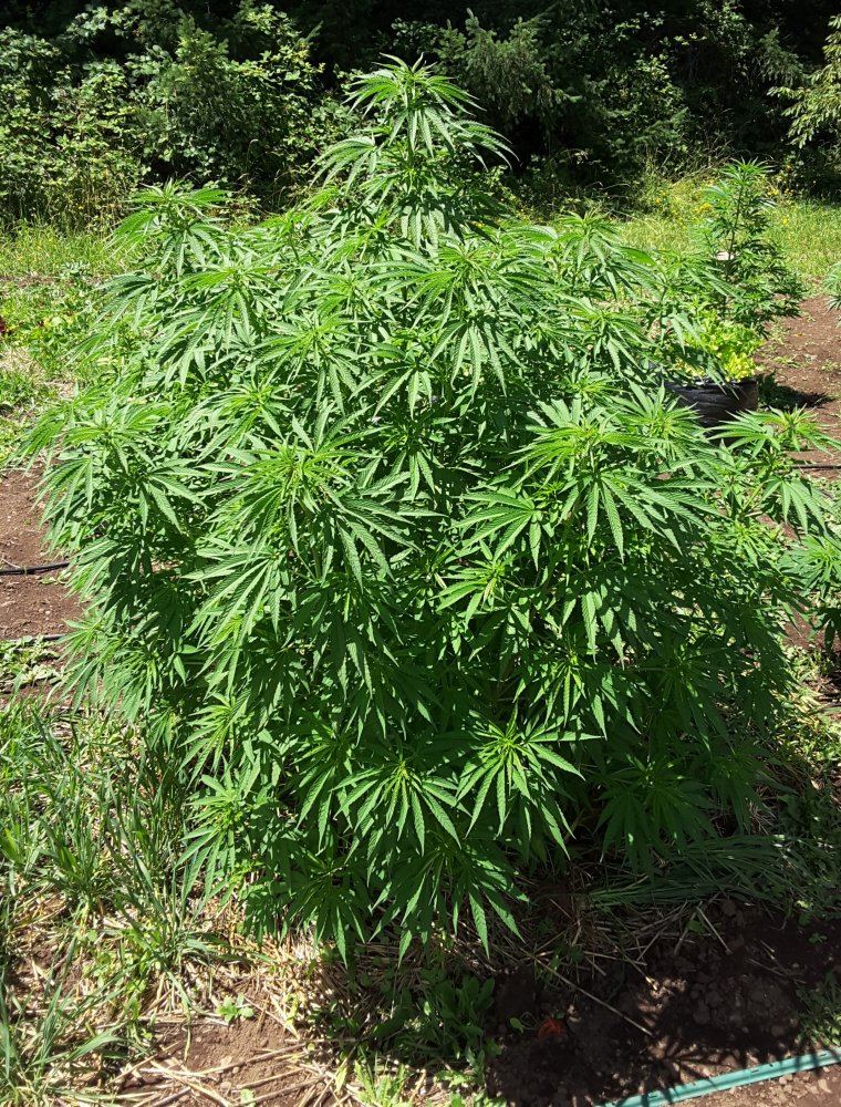 Bang4