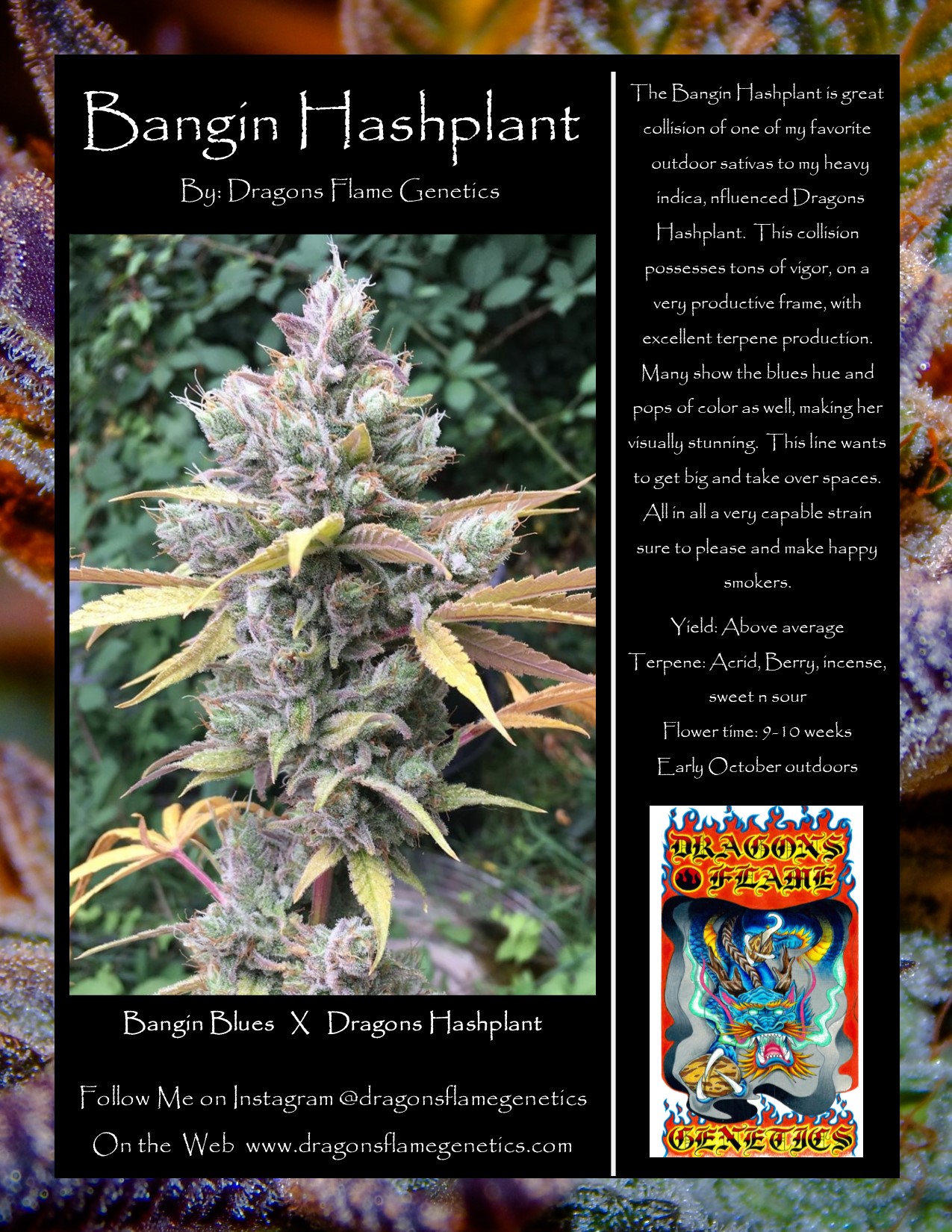 Bangin Hashplant