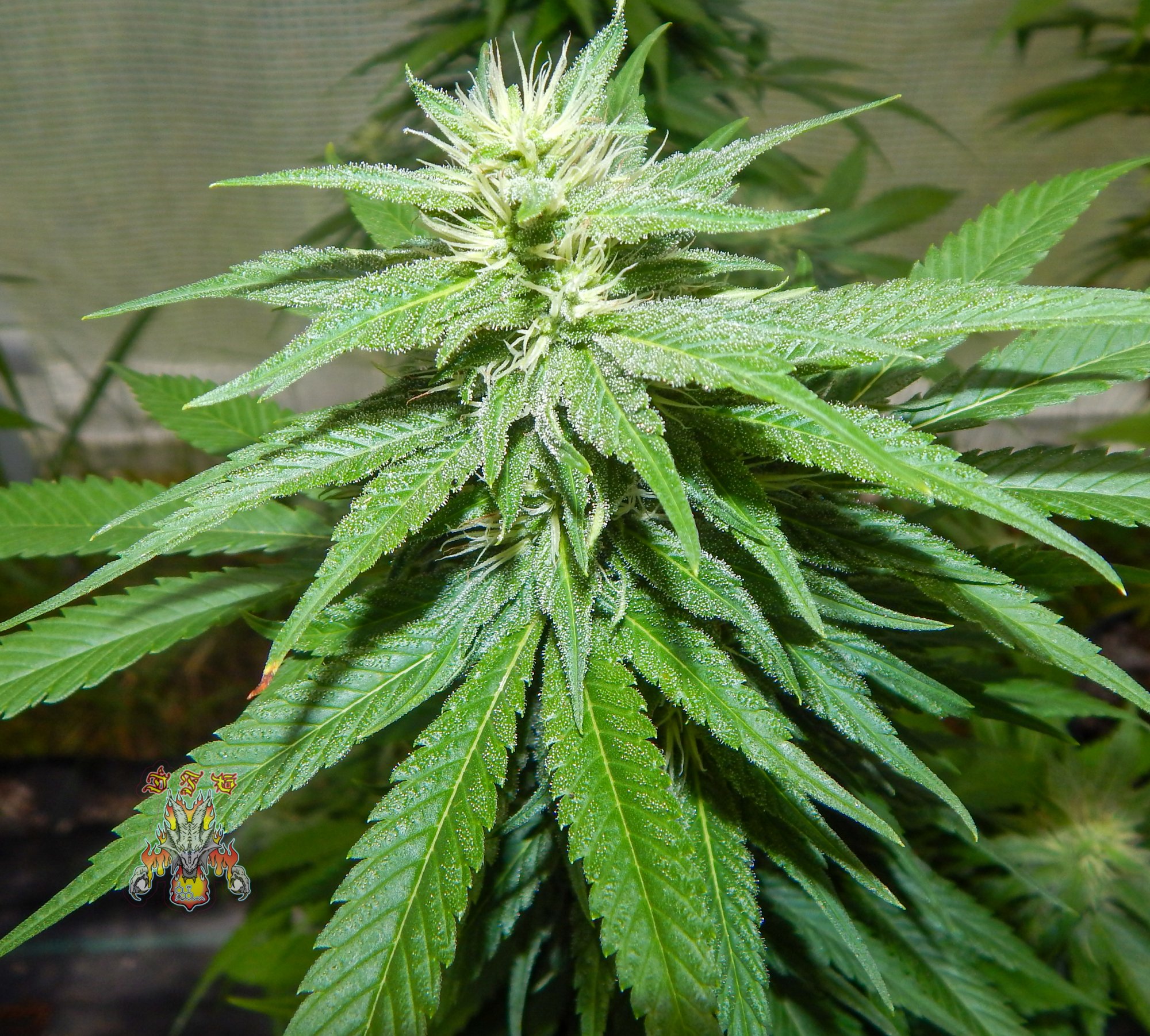 Bangin jam d31 5