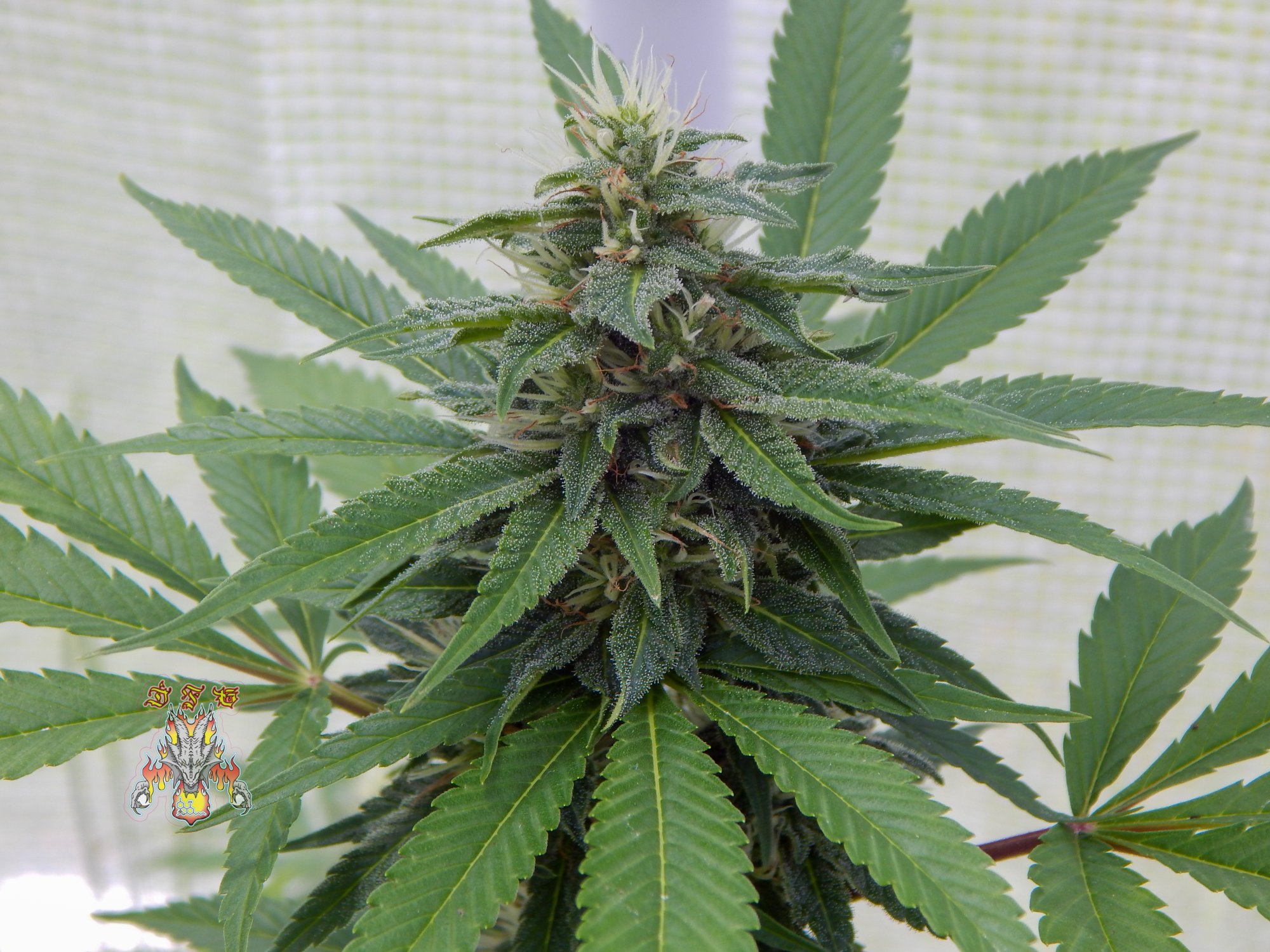 Bangin jam d31