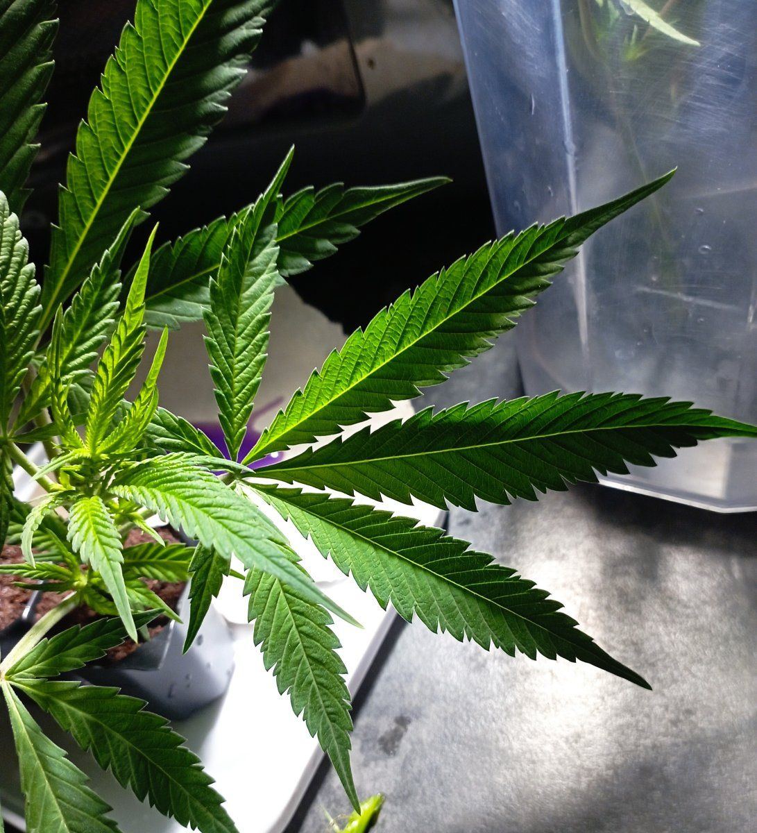 Banner2 leaf