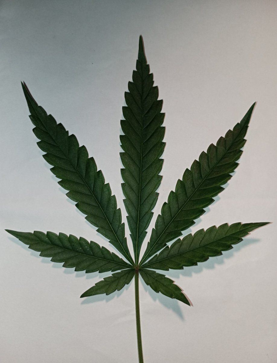 Banner2leaf