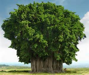 Banyan