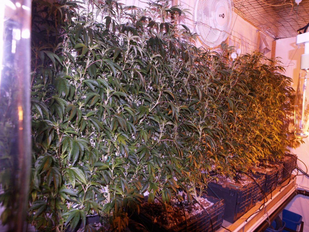 Barebulb hedge growing and lanky strains 4