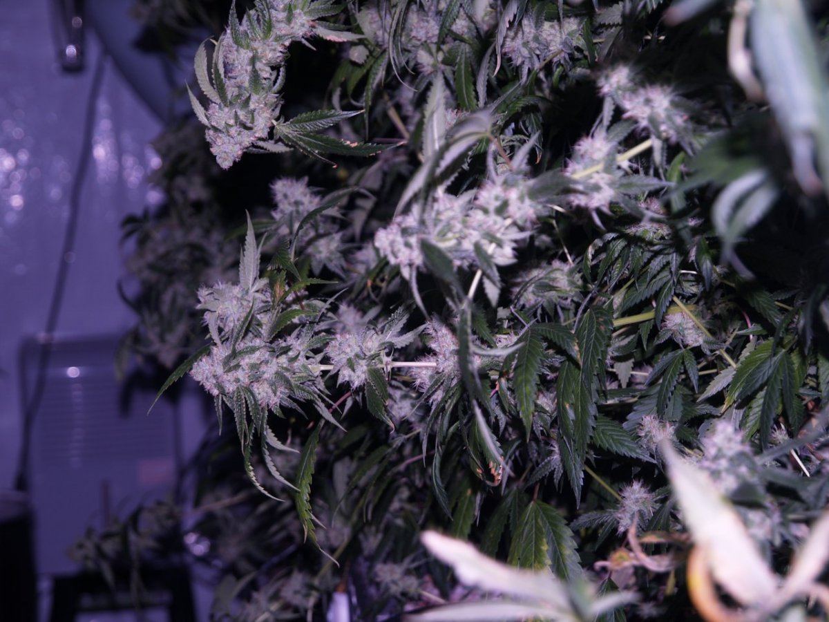Barebulb hedge growing and lanky strains 5