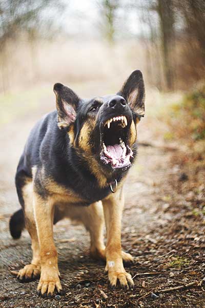Barking body2