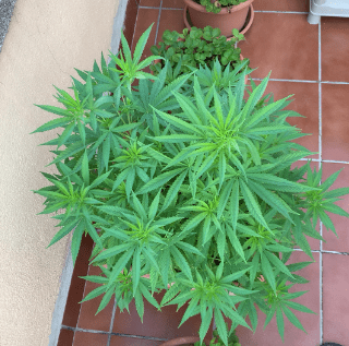 Barnagoatamnesiahazexkali283119
