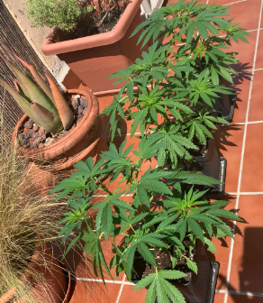 Barnagoatsourtangies62020