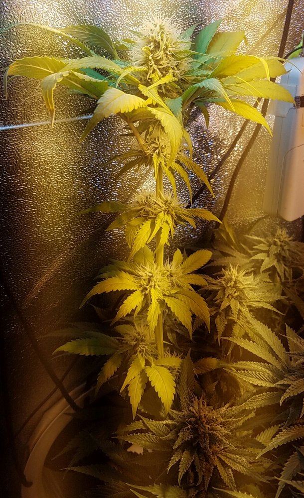 Barneys farm amnesia lemon 10