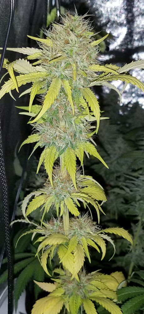 Barneys farm amnesia lemon 13