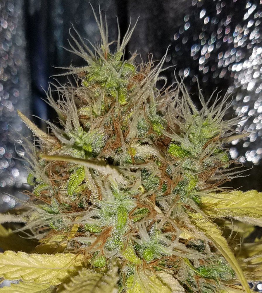 Barneys farm amnesia lemon 14