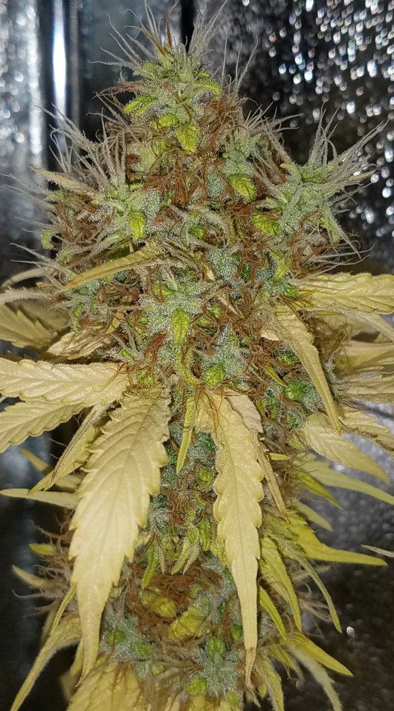 Barneys farm amnesia lemon 15