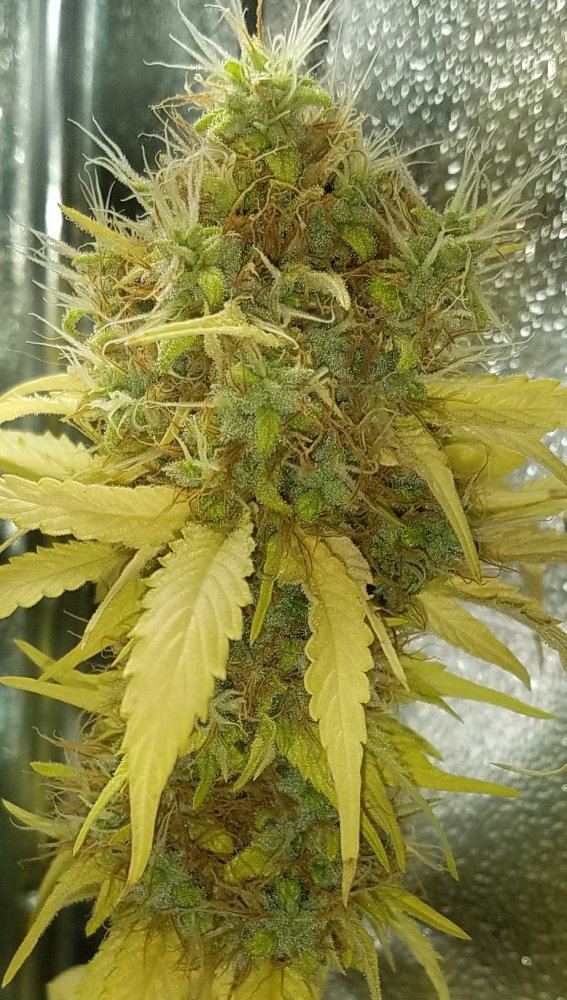 Barneys farm amnesia lemon 16