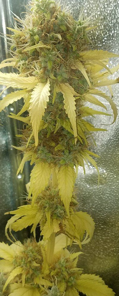Barneys farm amnesia lemon 17