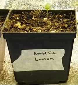 Barneys farm amnesia lemon 2