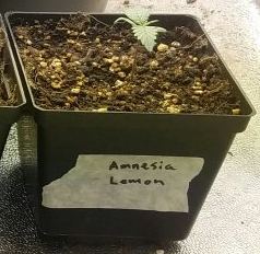 Barneys farm amnesia lemon 3
