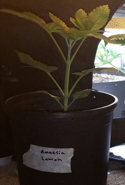 Barneys farm amnesia lemon 4
