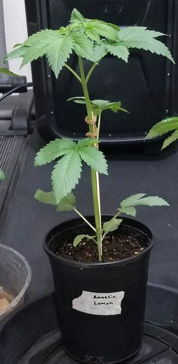 Barneys farm amnesia lemon 5